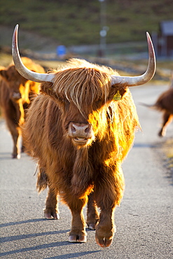 Highland cattle on the Strathaird Peninsula, Isle of Skye, Scotland, United Kingdom, Europe