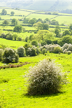 The Cheshire countryside on the outskirts of Macclesfield, Cheshire, England, United Kingdom, Europe