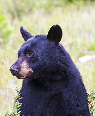 A black bear (Ursus americanus) in Banff National Park, UNESCO World Heritage Site, Alberta, Canada, North America