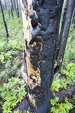 Boreal Forest burnt near Fort McMurray, Alberta, Canada, North America