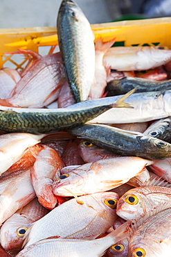 Sustainably caught fish on a traditional Greek fishing boat in Myrina harbour on Lemnos, Greek Islands, Greece, Europe