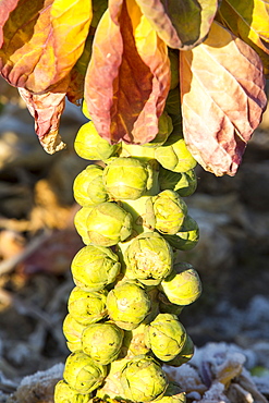 Sprouts being grown on the Lancashire Fylde coast near Southport, Lancashire, England, United Kingdom, Europe