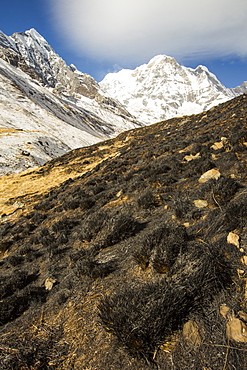 Annapurna South with vegetation burned in the foreground, Annapurna Sanctuary, Himalayas, Nepal, Asia