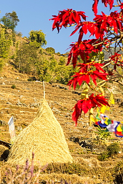 Poinsettia trees flowering and a traditional hay rick, near Pokhara, Himalayas, Nepal, Asia