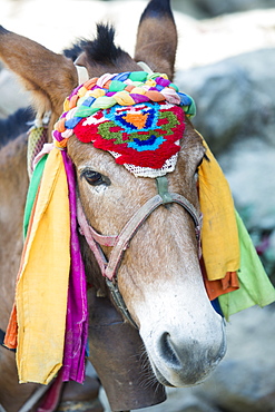 A mule in Birenthanti in the Nepalese Himalayas, Nepal, Asia