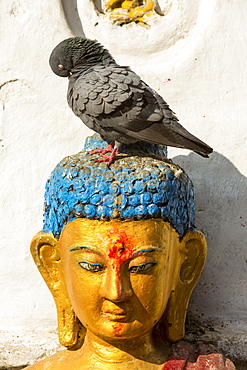 A pigeon on a Buddhist statue in Kathmandu, Nepal, Asia