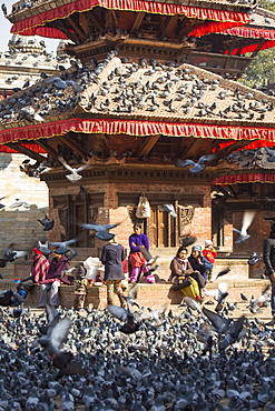 Pigeons in Kathmandu's Durbar Square, UNESCO World Heritage Site, Kathmandu, Nepal, Asia