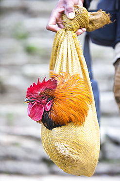 A Nepalese man carrying a cockerel in a bag in the Himalayan foothills, Nepal, Asia