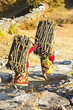 Women carrying wood to be used as fuel for cooking by Nepalese locals living in the Annapurna Himalayas, Nepal, Asia