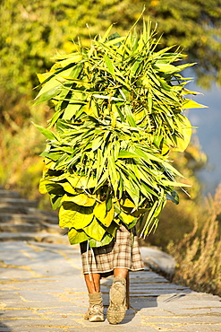 An old woman carrying a load of foliage from the surrounding forest to feed goats and cows, Annapurna Himalayas, Nepal, Asia