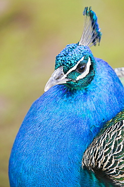 A male Peacock