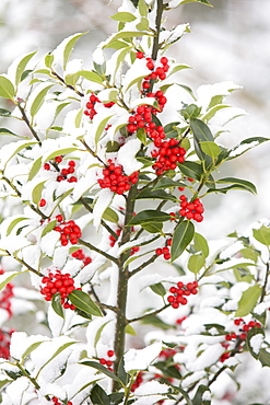 Holly tree with berries in Ambleside, Lake District, Cumbria, England, United Kingdom, Europe