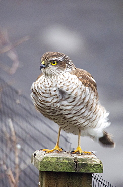 A female Eurasian sparrowhawk (Accipiter nisus) on a garden fence post in Ambleside, Cumbria, England, United Kingdom, Europe