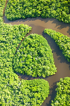 Rainforest on Fiji, Pacific