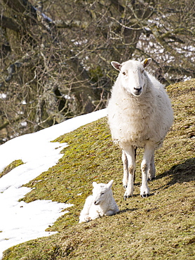 A young lamb born in unseasonal winter conditions in late March 2013 on the Long Mynd, Shropshire, England, United Kingdom, Europe