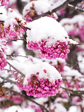 Cherry blossom covered in snow in Ambleside during the extreme weather of late March 2013, Lake District, Cumbria, England, United Kingdom, Europe