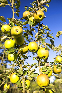 Apples growing in an orchard near Pershore, Vale of Evesham, Worcestershire, UK.