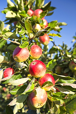 Apples growing in an orchard near Pershore, Vale of Evesham, Worcestershire, UK.