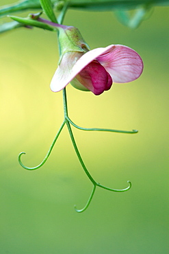 The girl in the hat. Nature, Moldova, Flower, women, hat, summer, Green