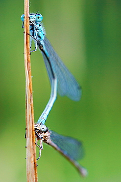 Two portraits dragonfly. Nature, Moldova, insect, summer, Green,  macro, Dragonfly, portrait