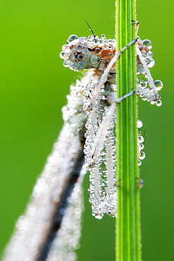 A lover of diamonds. Nature, Moldova, insect, summer, Green,  macro, Dragonfly, diamonds