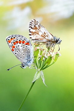 About butterflies and wind. Nature, Moldova, insect, summer, Green,  macro, butterflies, wind, butterfly, flower