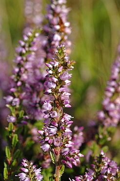 Ling Calluna vulgaris heather Deer Park, Marloes, Pembrokeshire, Wales, UK, Europe