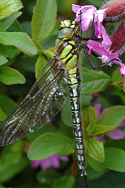 Common hawker dragonfly (Aeshna juncea), Pembrokeshire, Wales, UK, Europe