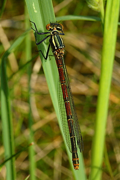 Large Red Damselfly (Pyyrhosoma nymphula), Pembrokeshire, Wales, UK, Europe