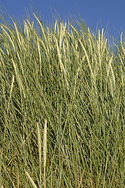 Marram grass, Ynyslas dunes, National Nature Reserve, Ceredigion, Wales, UK, Europe