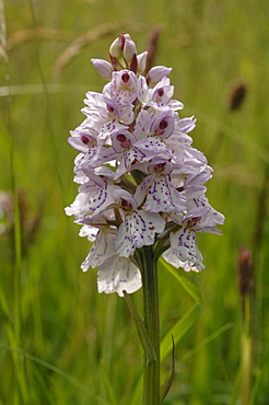 Common Spotted-orchid Dactylorhiza fuchsii, Mwnt, Ceredigion, Wales, UK, Europe