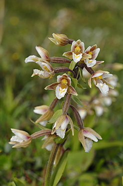 Marsh helleborine Epipactis palustris Kenfig National Nature Reserve, Wales, UK, Europe