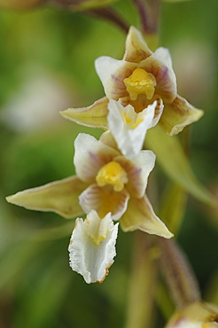 Marsh helleborine Epipactis palustris Kenfig National Nature Reserve, Wales, UK, Europe