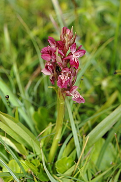 Early marsh orchid Dactylorhiza incarnata, Kenfig National Nature Reserve, Wales, Uk, Europe