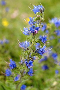 ViperÂ’s-bugloss Echium vulgare, Kenfig National Nature Reserve, Wales, Uk, Europe