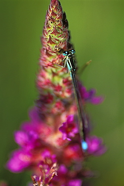 Blue-tailed damselfly, Ischnura elegans, perched on Yellow Iris leaf, Pembrokeshire, Wales, UK, Europe