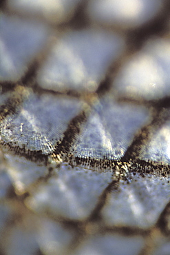 Bass (Dicentrarchus labrax) Pembrokeshire, Wales, Animal Abstract