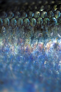 Herring scales, Pembrokeshire, Wales