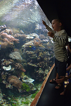 Living coral reef, Oceanopolis, Brest, Britanny, France, EU     (rr)