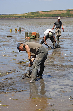 Gang of immigrant cockle pickers, Angle Bay, Milford Haven, Pembrokeshire, Wales, UK, Europe