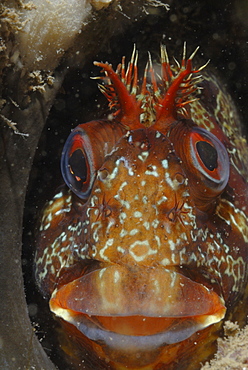 Tompot blenny (Parablennius gattorugine), St Brides, Pembrokeshire, Wales, UK, Europe        (rr)