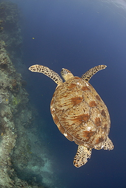 Green sea turtle ( Chelonia mydas ), Sipadan, Sabah, Malaysia, Borneo, South-east Asia        (rr)