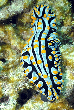 Harlequin nudibranch ( Phyllidia varicosa ), Mahe, Seychelles, Indian Ocean     (rr)