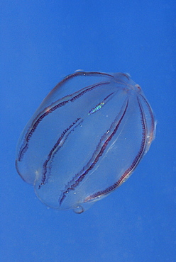 Comb jellyfish, Pembrokeshire, Wales, UK       (rr)