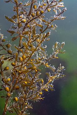 Egg wrack or knotted wrack underwater Ascophyllum nodosum, Pembrokeshire, Wales, UK       (rr)