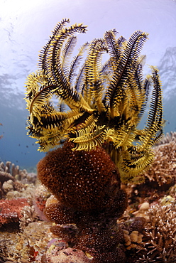 Feather Star ( Oxycomanthus bennetti ), Sipadan, Sabah, Malaysia, Borneo, South-east Asia