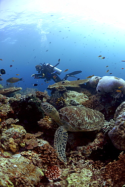 Scuba diver and Green sea turtle ( Chelonia mydas ), Sipadan, Sabah, Malaysia, Borneo, South-east Asia     (rr)