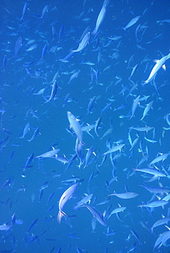 School of Fusilers, Mahe, Seychelles, Indian Ocean