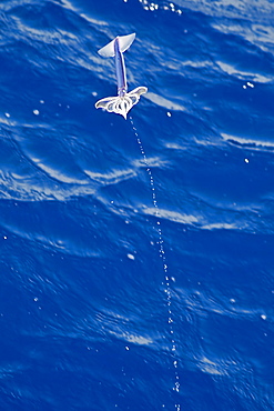 Flying Squid Species in mid-air leaving a water trail behind it, roughly 100 nm North of Tristan Da Cunha, South Atlantic Ocean. Flying Squid use membranes between their tentacles (visible on pic) & two fins at the rear of the mantle to glide through the air in a similar way to flying fish. 