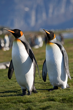 King Penguin, Aptenodytes patagonicus, courting behaviour, South Georgia, South Atlantic Ocean.